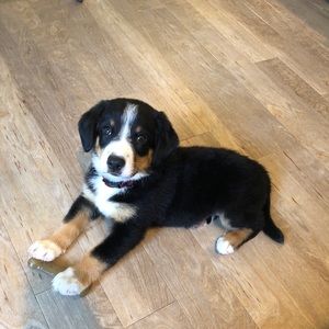 Meet your Posher, Kurt